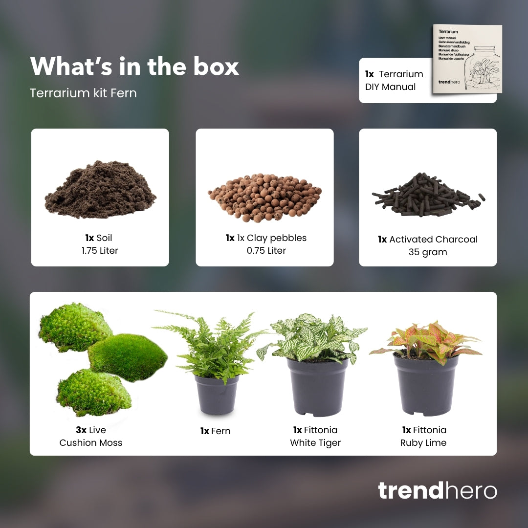 Fern - Plant Terrarium Refill & Starter Kit - 3 Terrarium Plants - Diy