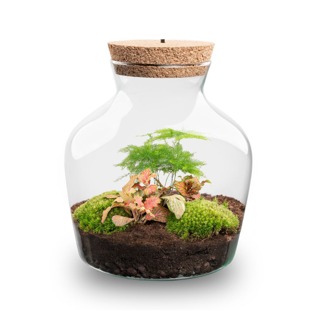 Little Joe - Terrarium With Light - Bottle Garden Diy Kit - Ø 20 Cm ↑ 22 Cm