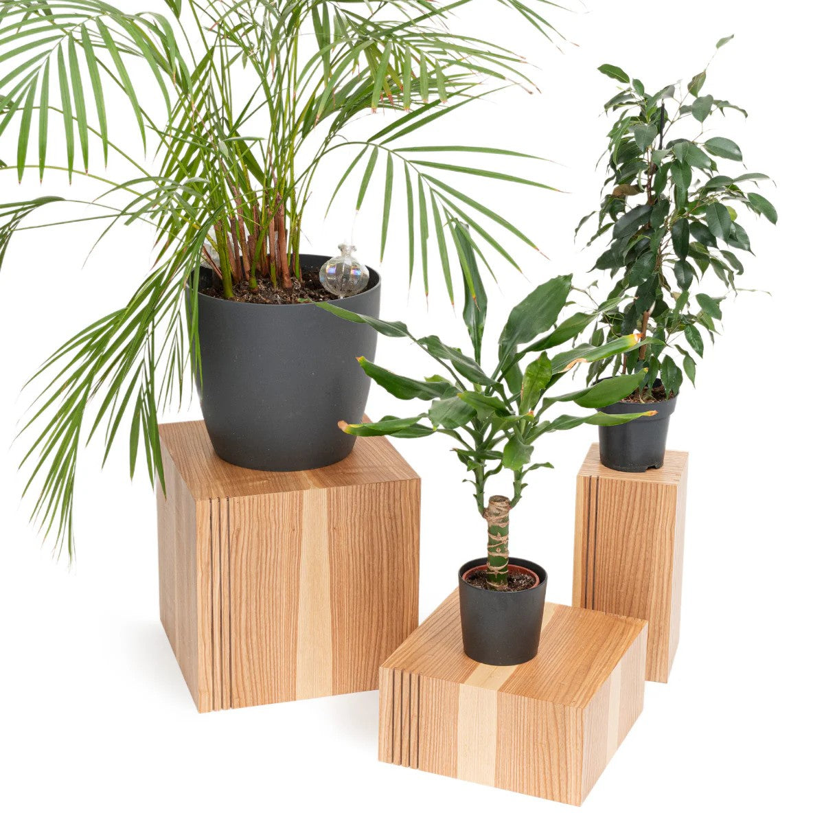 Set of 3 wooden cube plant stands in ash holding potted palms and plants