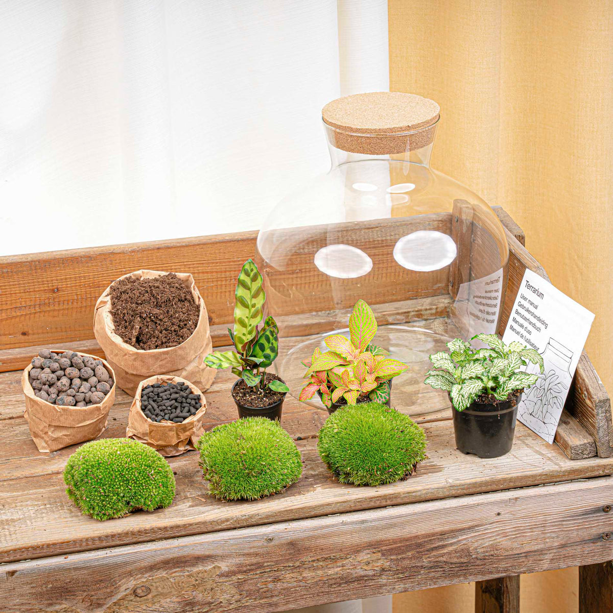 Terrarium Diy Kit - Fat Joe Red - Bottle Garden - ↑ 30 Cm